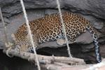 Lessons from Ajoba, the leopard who walked 120 kms home