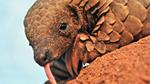 Deadly Diets: Protect the Pangolin