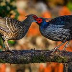 Birds of Chopta – Week 4