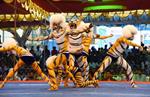 Intertwined identities: human consciousness striped with tiger stories