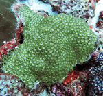 What can coral identification reveal about coral reefs?