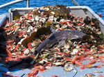 Marine Fishing and Bycatch