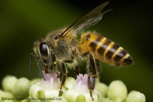 World Bee Day 21 Wcs India