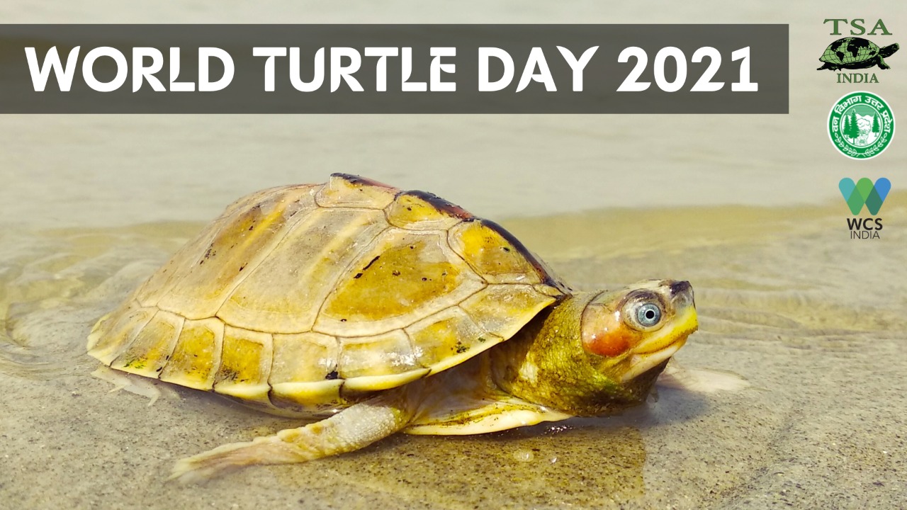 World Turtle Day 2021 > WCSIndia