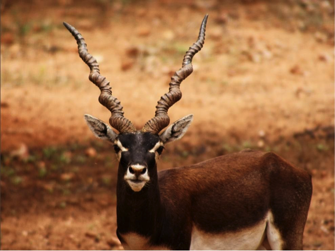 Demystifying CITES Appendices > Wildlife Conservation Society - India