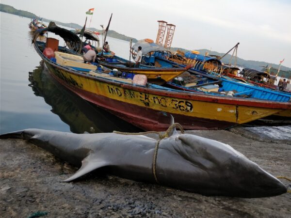 Ground Realities of Shark Fisheries in India > Wildlife