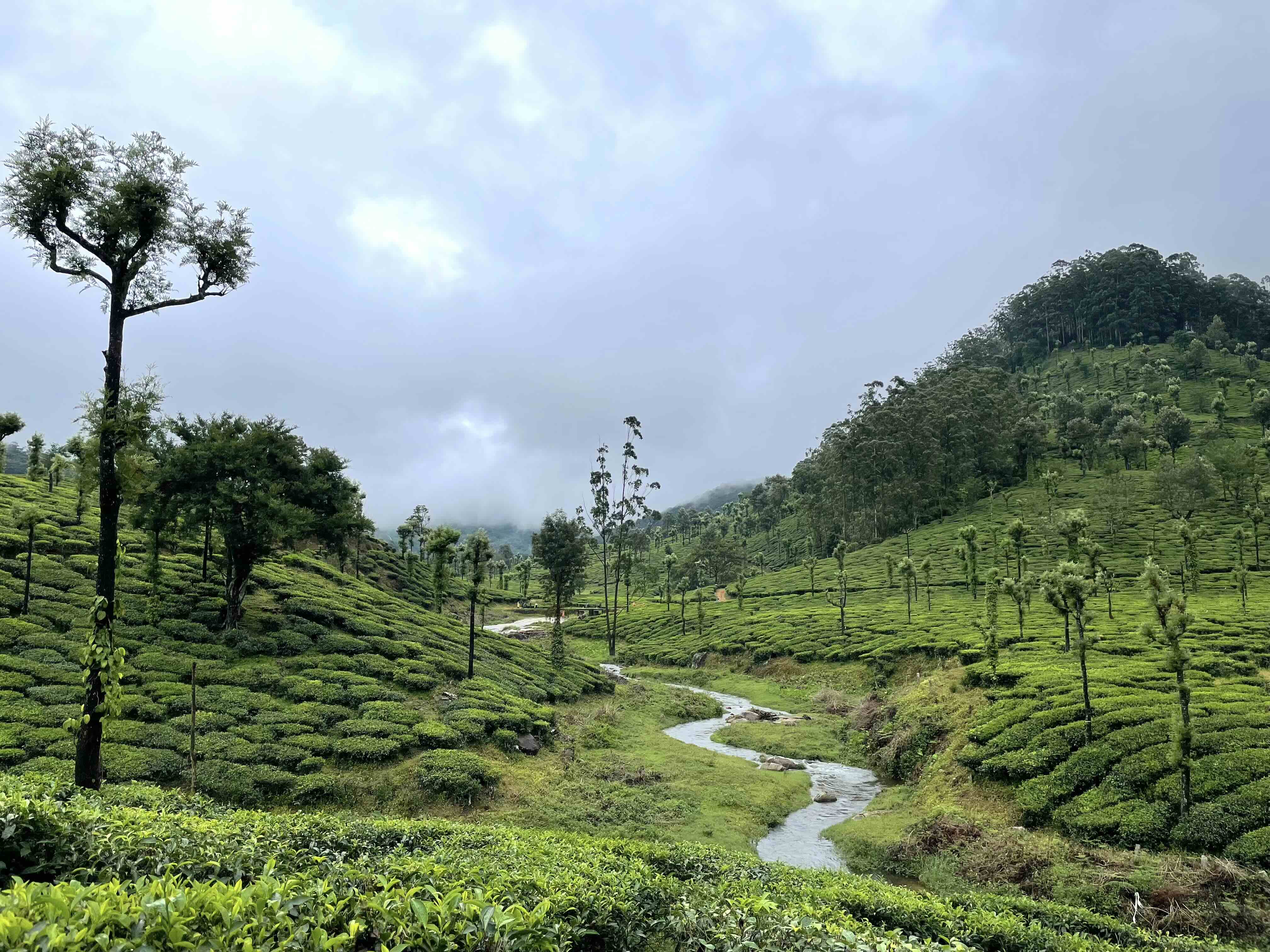 Agroforest Biodiversity